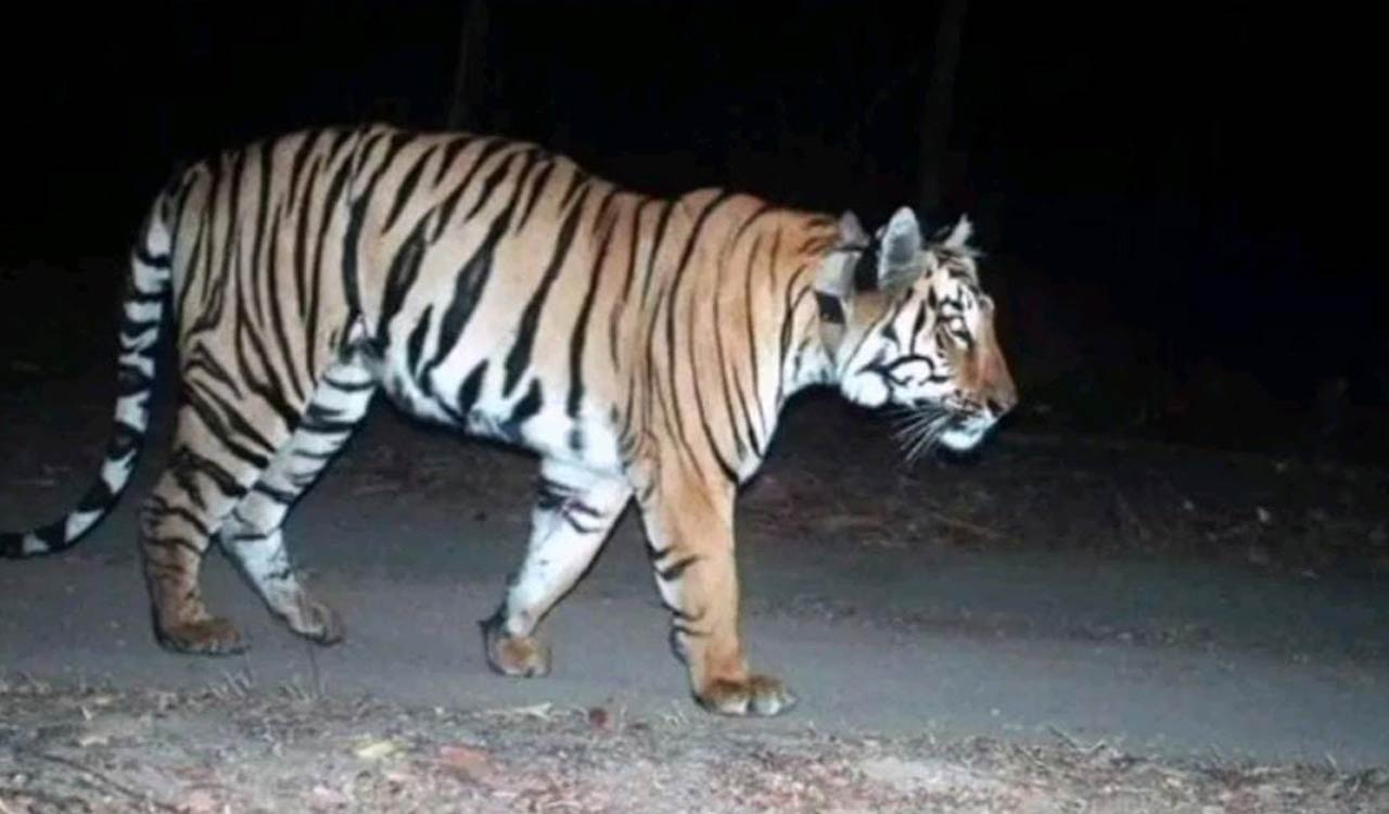 Tiger continues to roam and spread panic in Asifabad; attacks bull in Bejjur