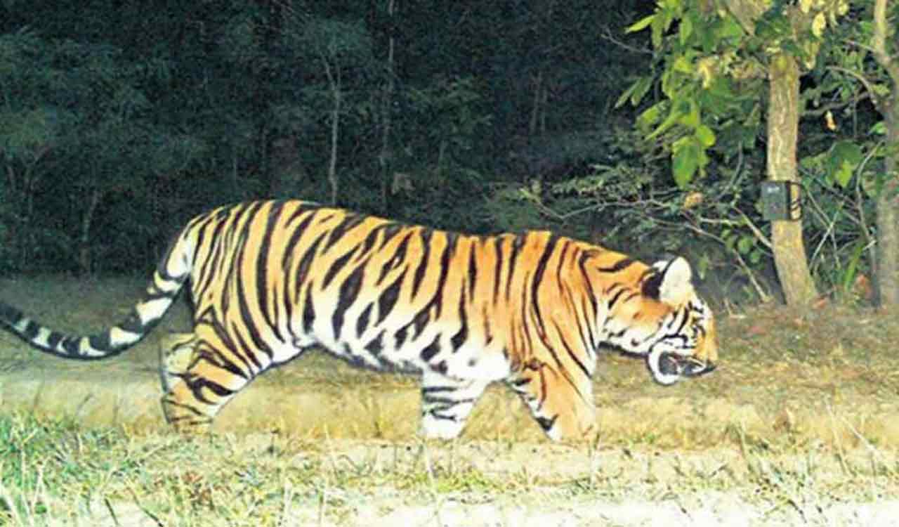 Local tiger makes an unsuccessful hunt in Bejjur forests