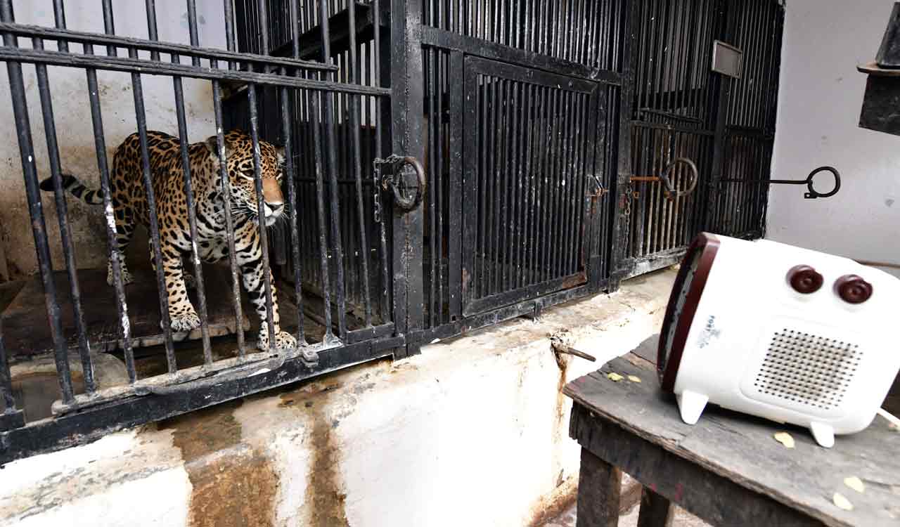 Hyderabad zoo authorities keep animals, birds cozy in winter