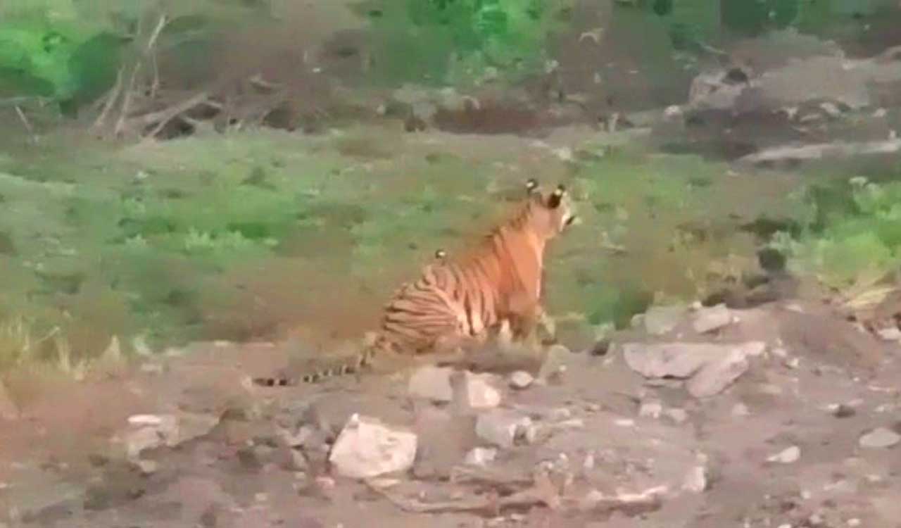 Tigress and cubs roaming Asifabad finally return to Maharashtra