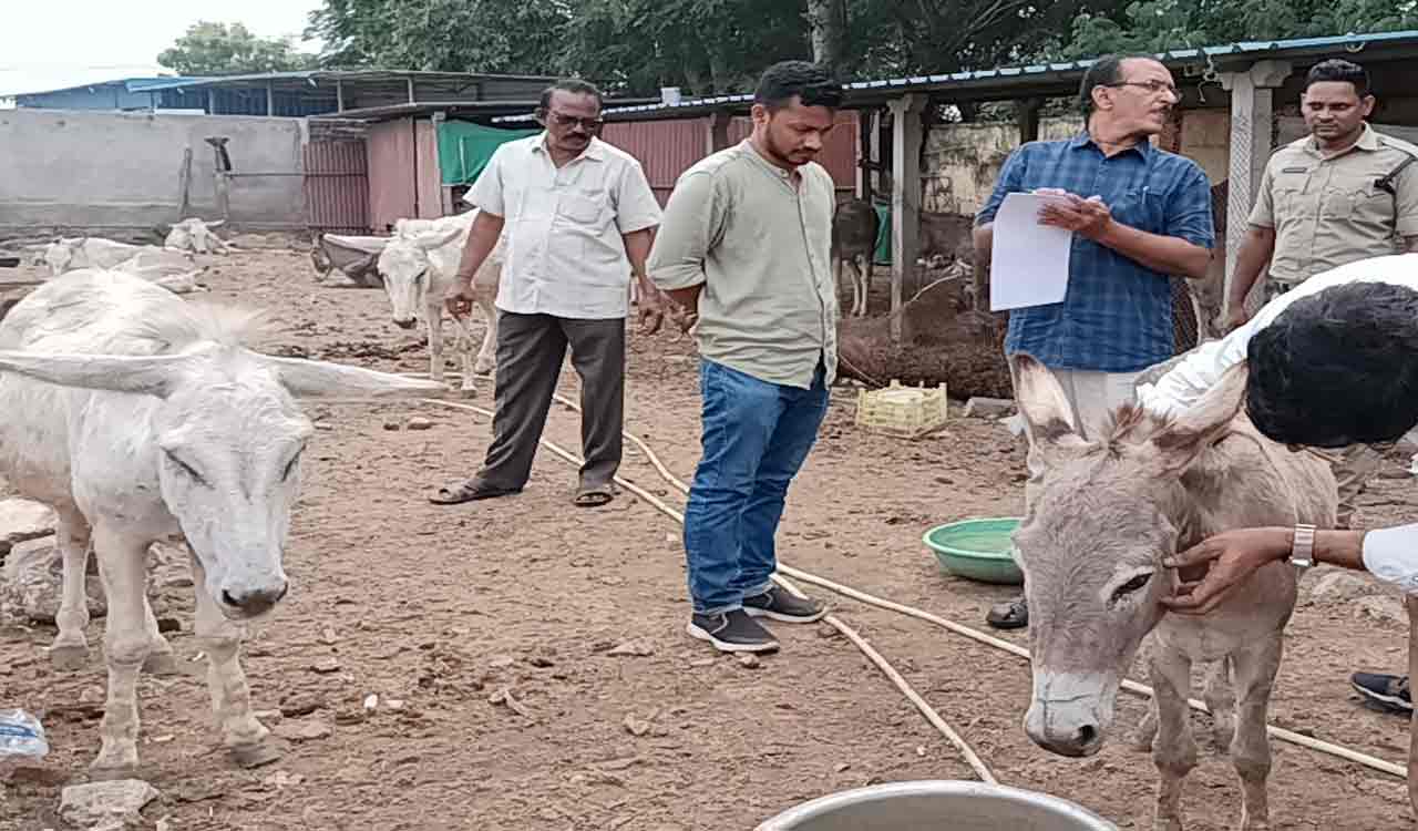 16 donkeys rescued by Bapatla police, along with PETA India and local groups