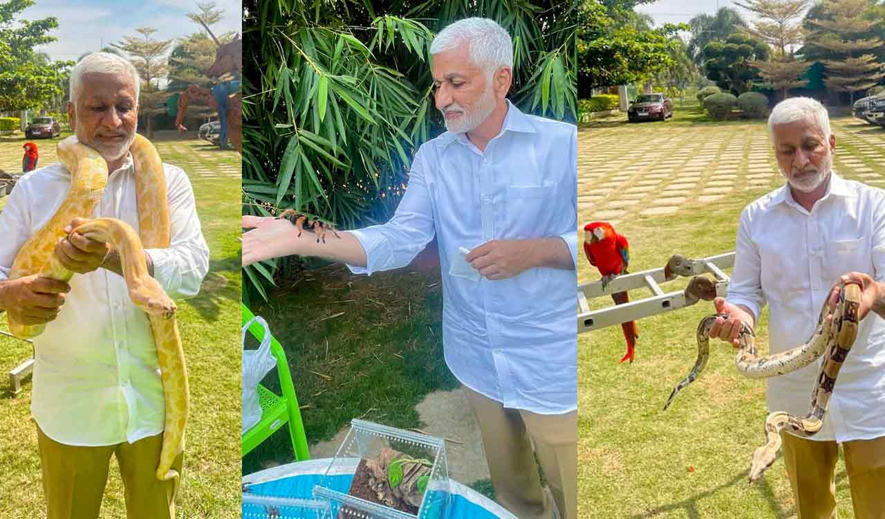 Vijay Sai Reddy spends time with reptiles in farmhouse; neizens point out close association with Chikoti Praveen
