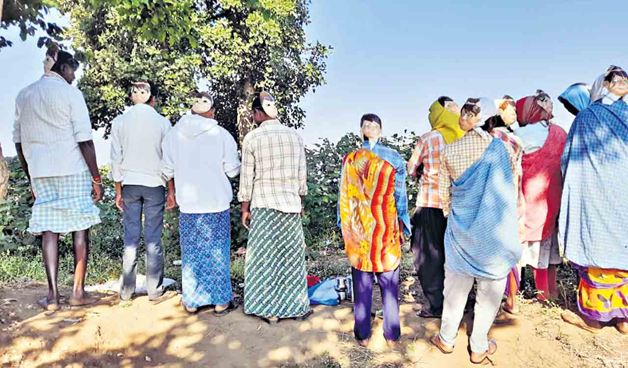 Tiger scare affects cotton harvesting in Adilabad