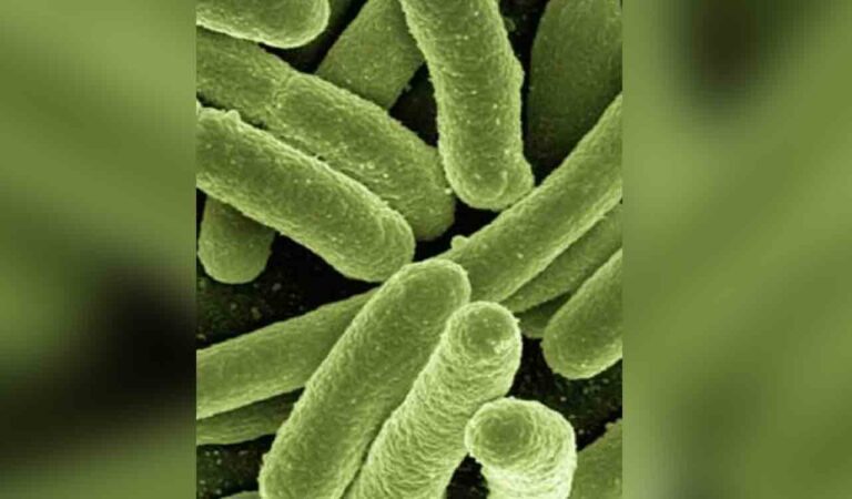 bacteria