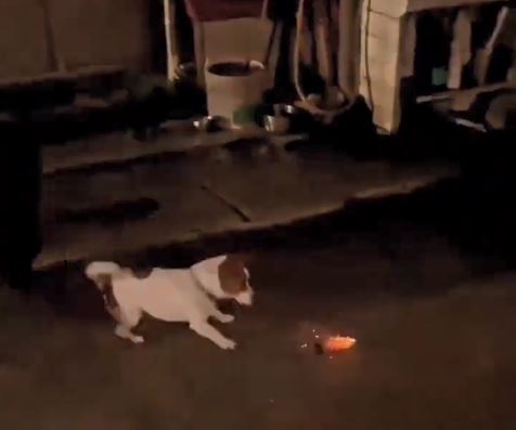 Watch: Dog plays with colourful cracker 