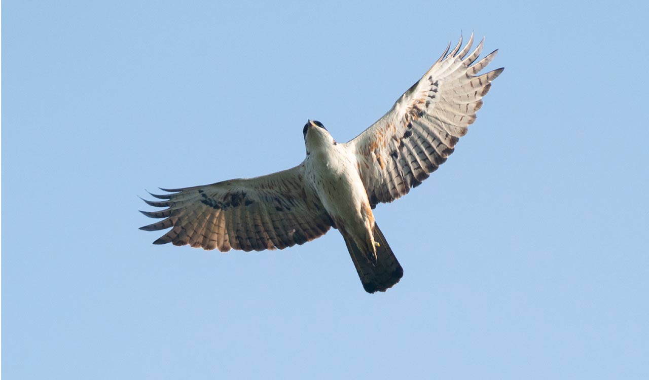 Rare Rufous-bellied eagle recorded in Mancherial for first time ...