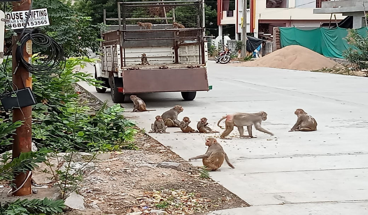 Monkey trouble turns big for Karimnagar town residents