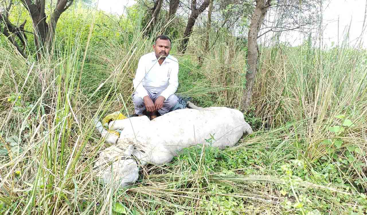 Lumpy skin disease: Over 3.22 lakh cattle to be vaccinated in Khammam