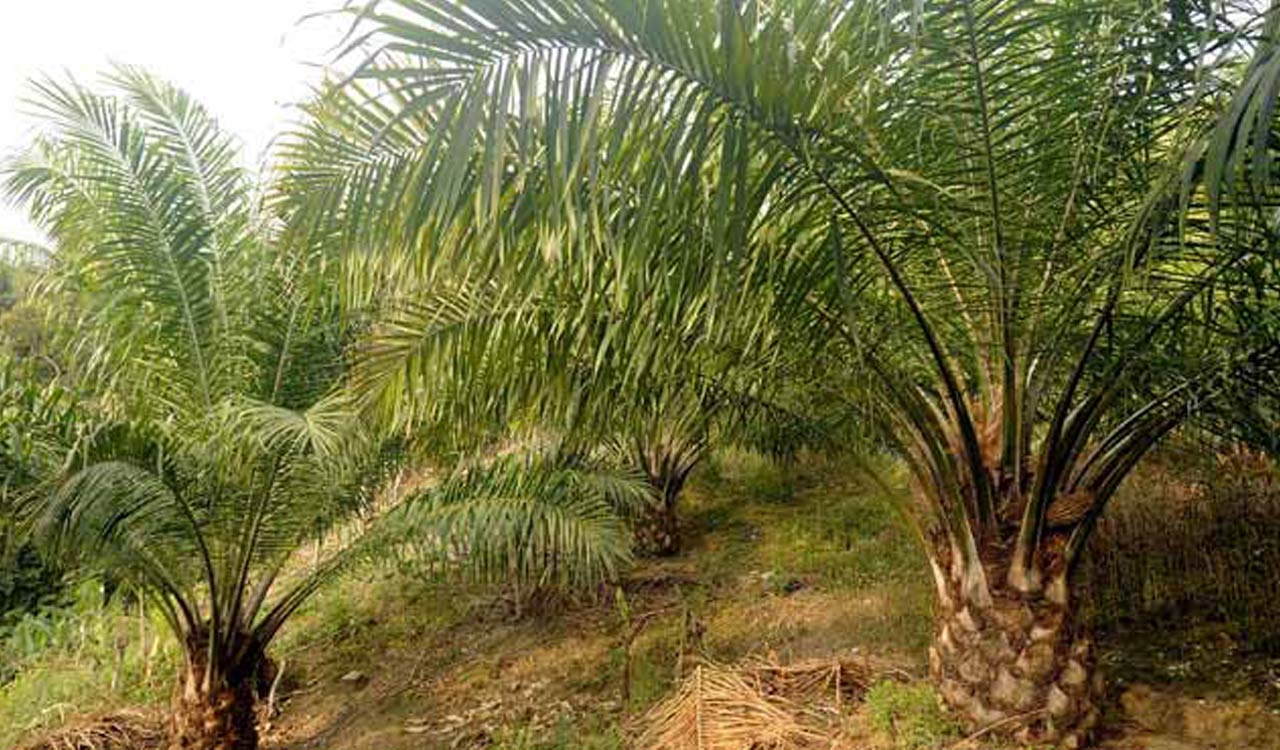 Farmers urged to take up oil palm cultivation in Nizamabad