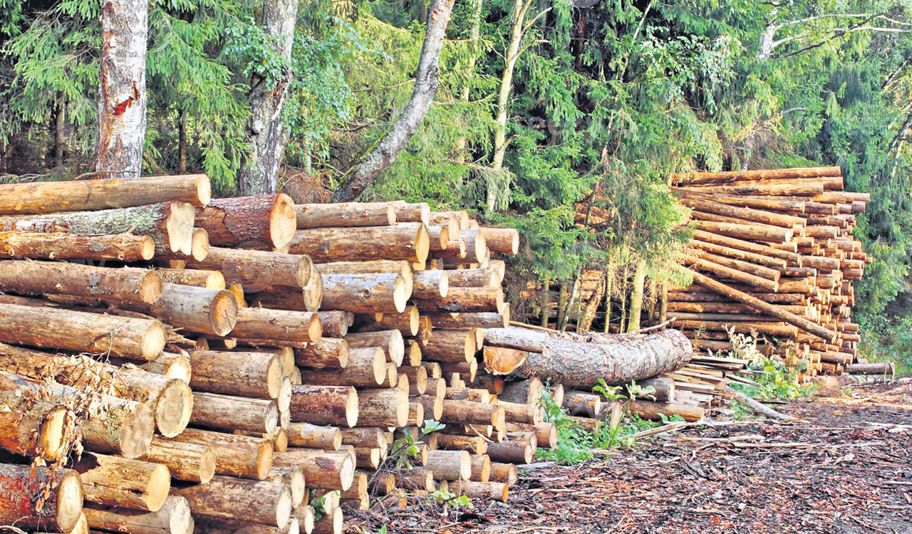 Opinion: Forest must be priority