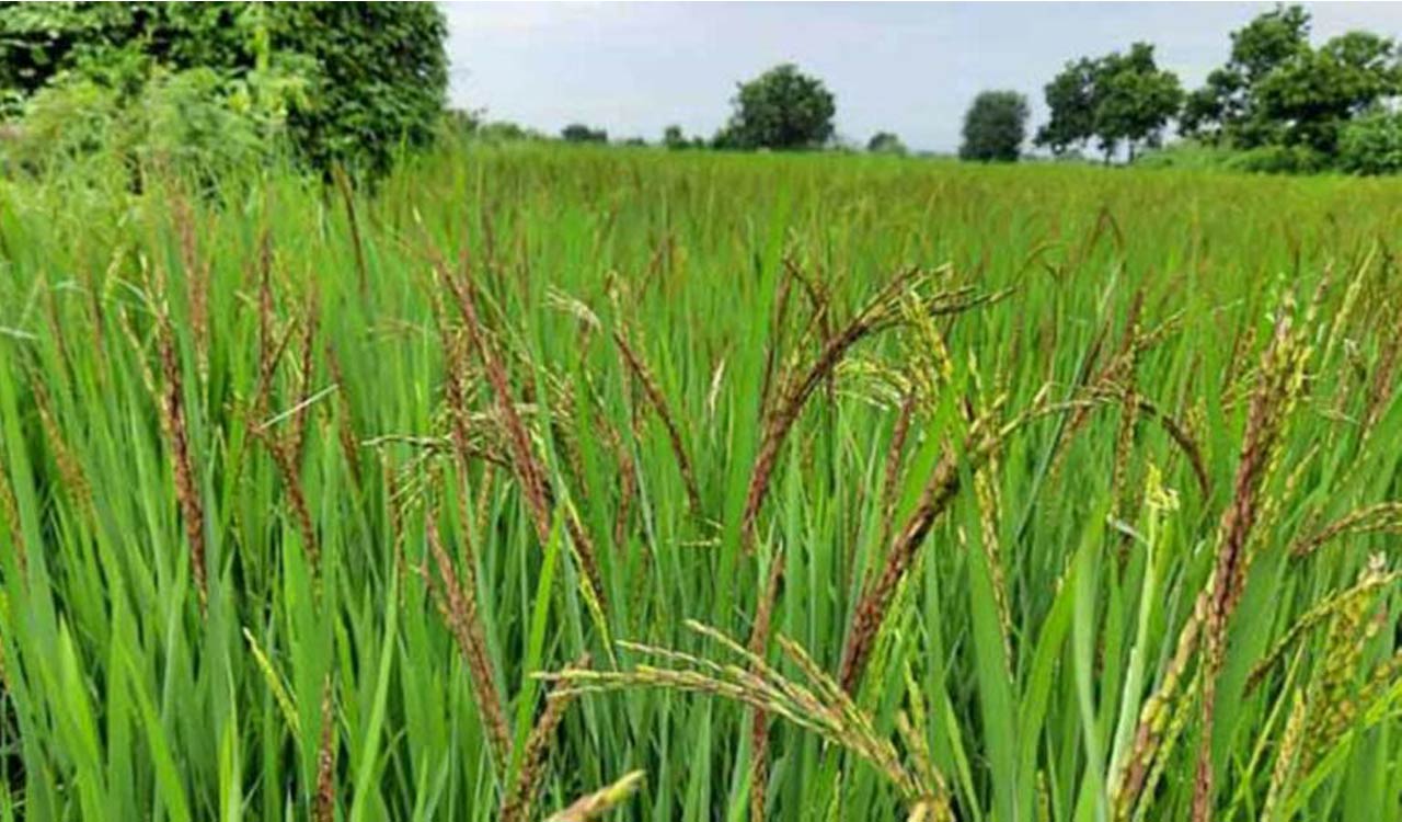 Telangana: 8.93 lakh tonnes paddy procured for Vaanakalam so far
