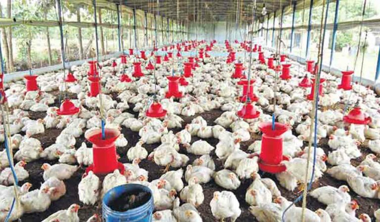 Ranikhet Disease that hit poultry farmers in Khammam district of Telangana