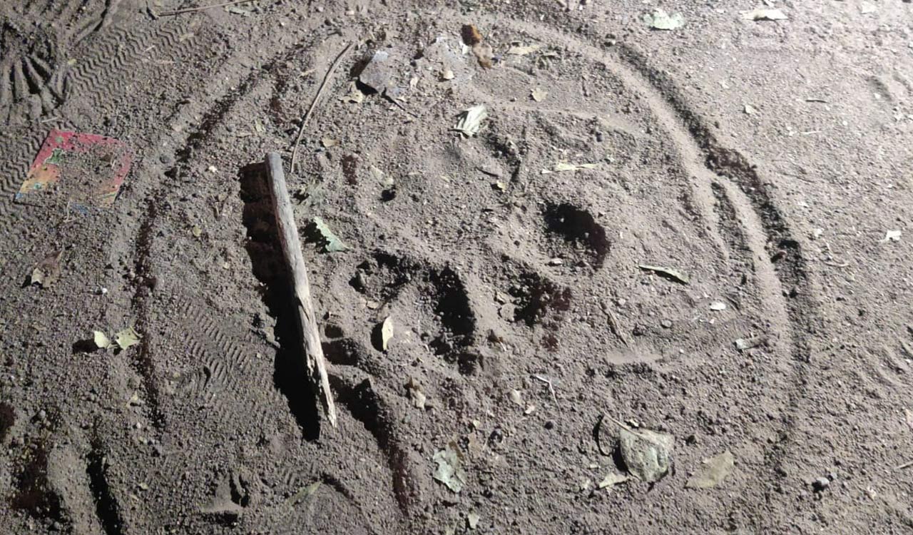 Telangana: After killing, pugmarks of big cat triggers panic in Kaghaznagar