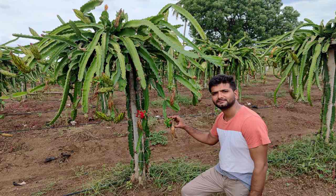 Telangana: MBA graduate becomes torchbearer for dragon fruit farming