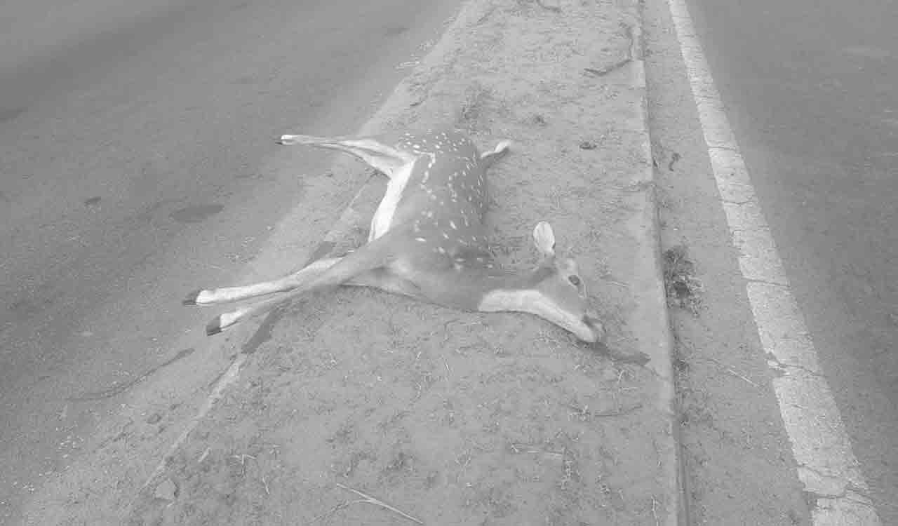 Spotted Deer killed in road accident in Sangareddy