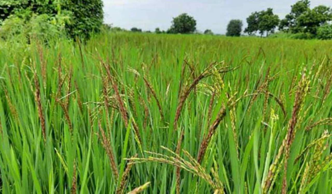 Telangana: 26 lakh tonnes paddy procured for Vaanakalam so far
