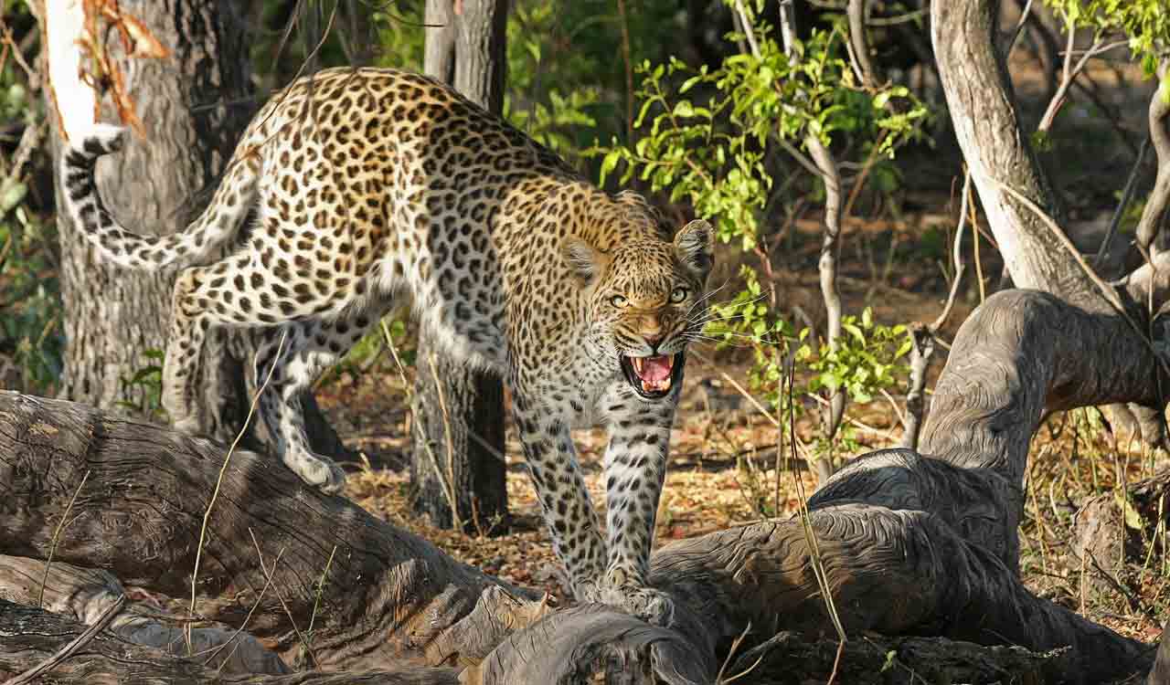 Bengaluru on high alert as people spot leopards