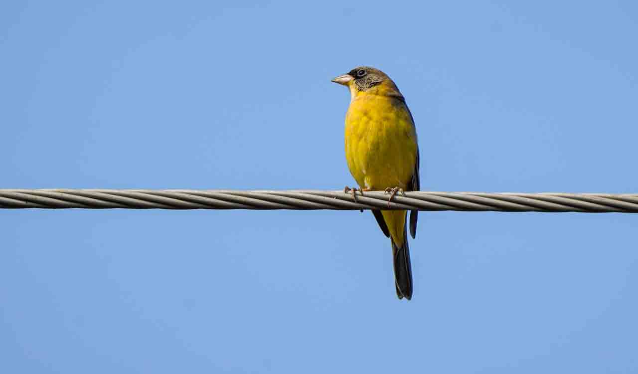 Pair of black-headed bunting bird photographed in Asifabad