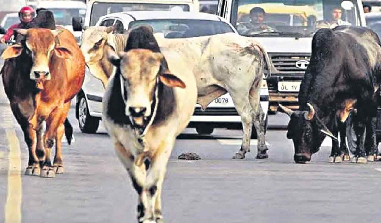 Stray cattle menace irks Uttar Pradesh ryots, to launch stir