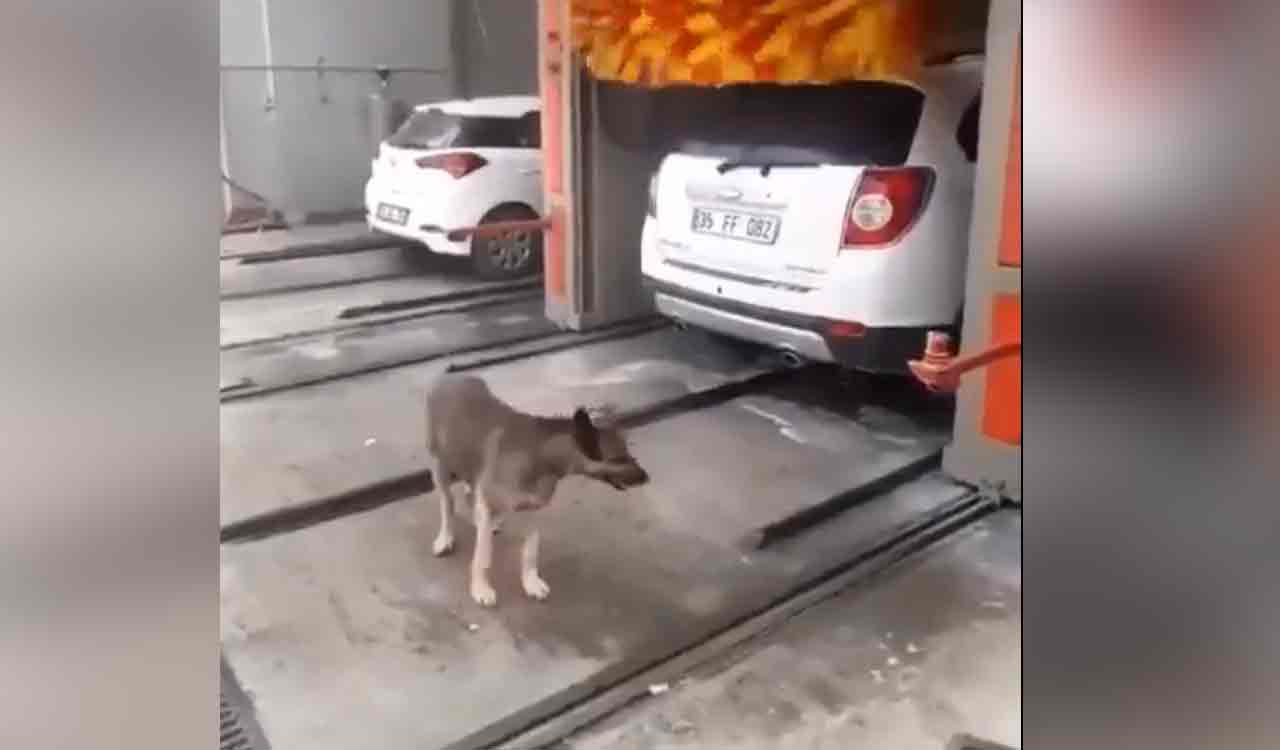 Watch: A video of this clever dog goes viral on social media