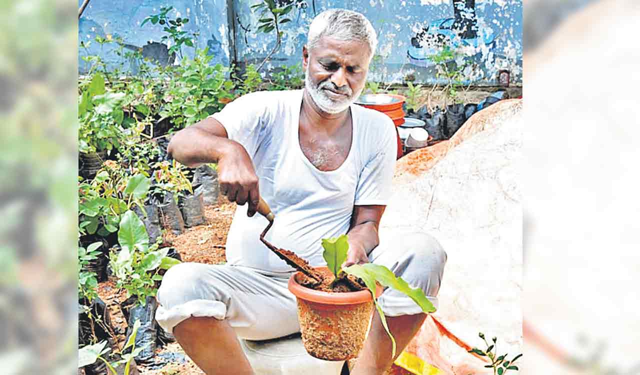 This green crusader shows the way