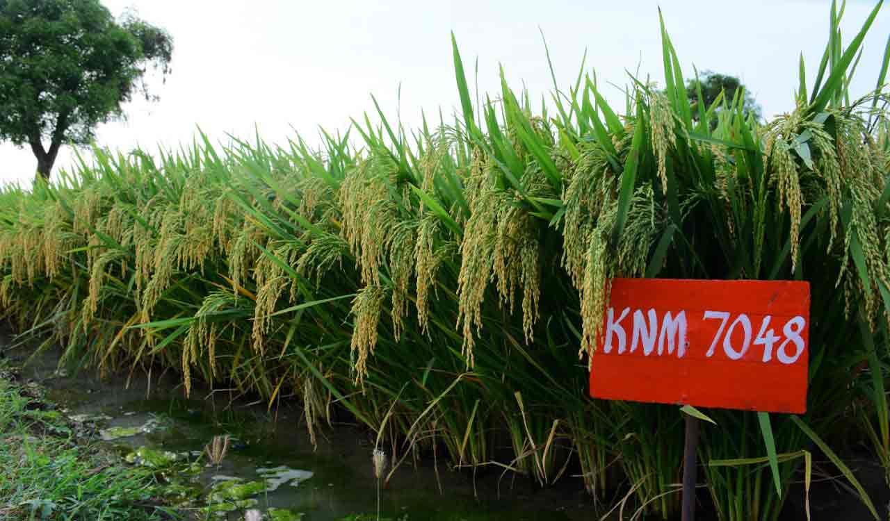 PJTSAU comes up with 15 new high yielding seed varieties in four crops