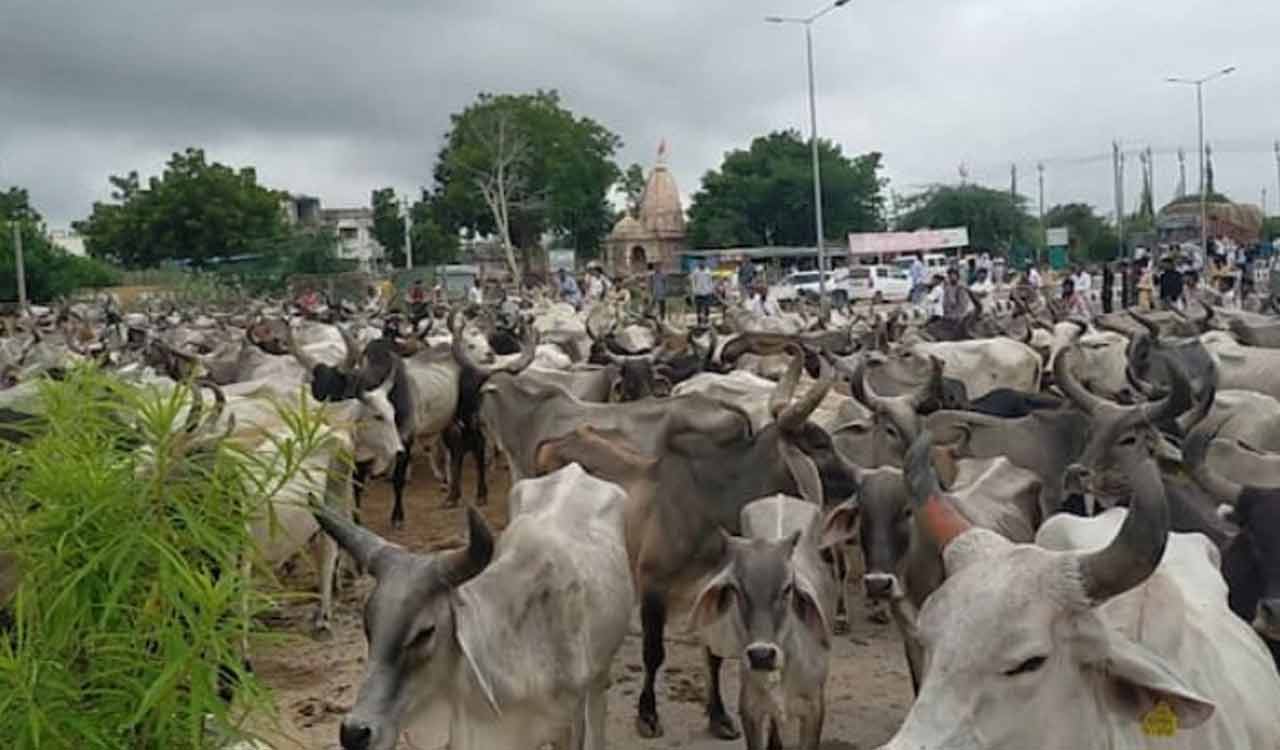 Karnataka forest dept issues notice objecting to rearing of cows; farmers flay ruling BJP