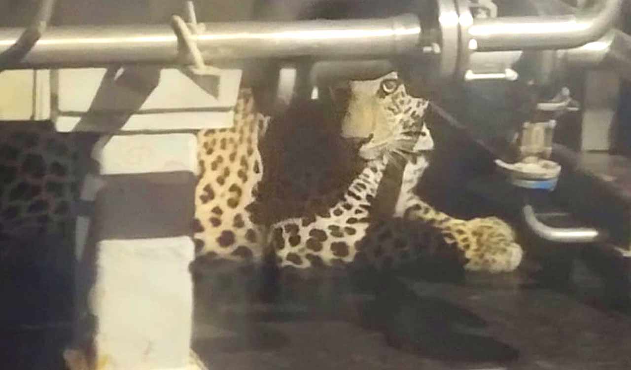 Leopard strays into Hetero Pharma unit in Sangareddy