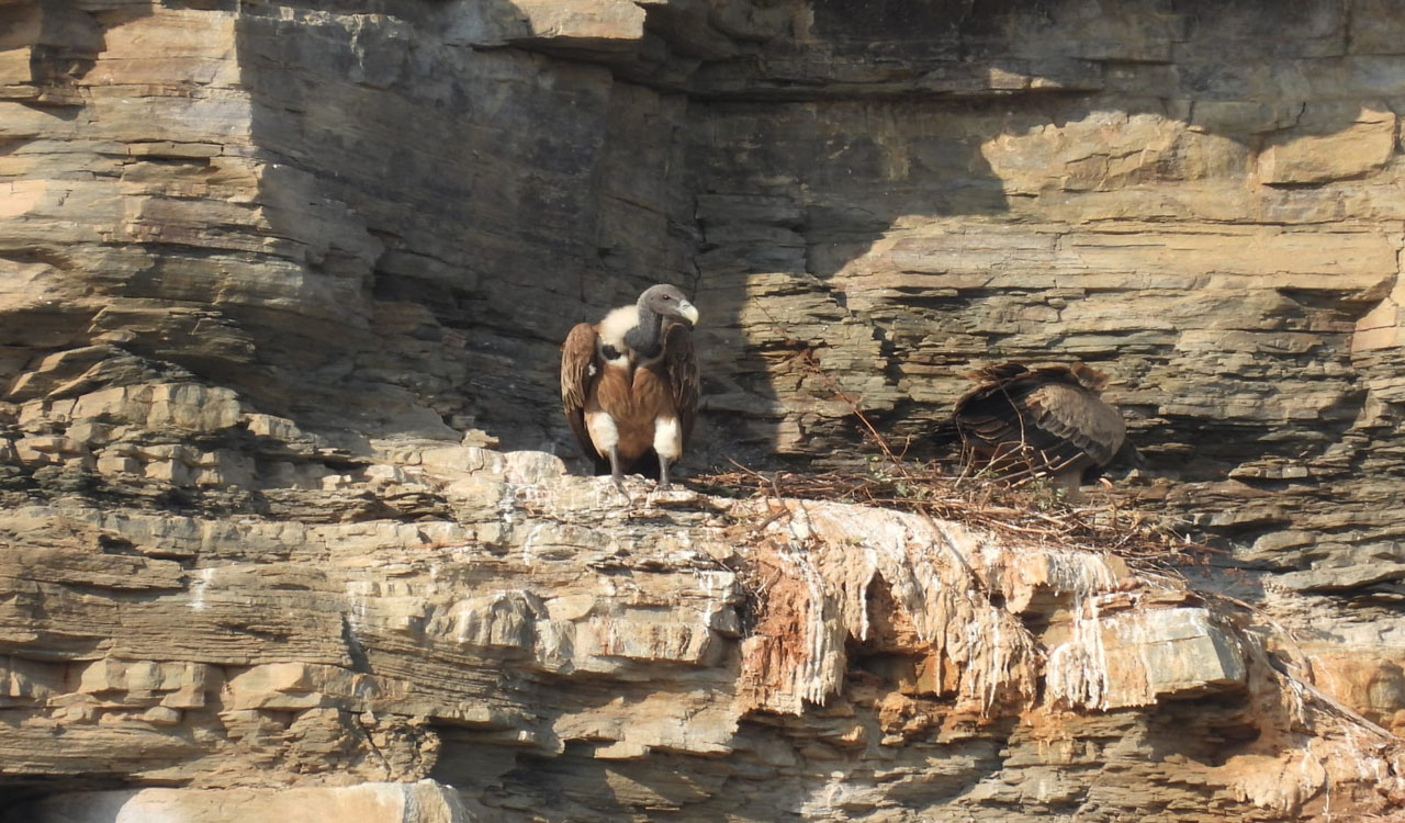 Long-billed vultures return to Asifabad after three years