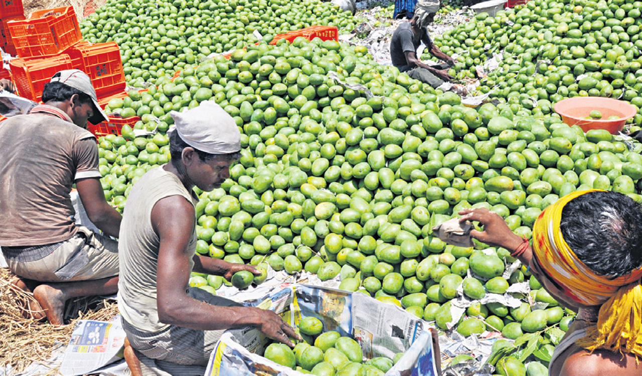 Telangana is now a fruit surplus State too!