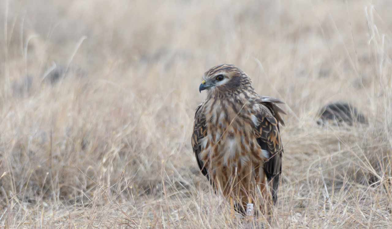 Montagu’s Harrier reaches Telangana on winter sojourn