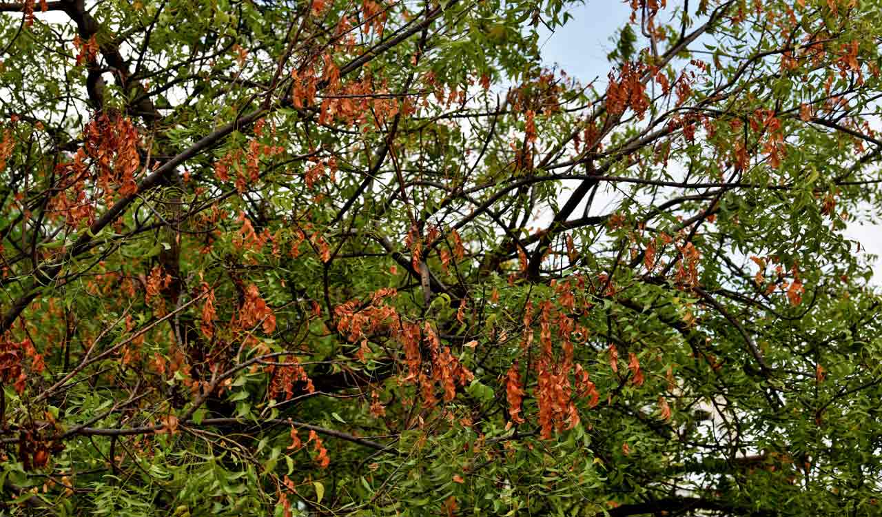 Suspected ‘die-back disease’ outbreak hits neem trees in Telangana