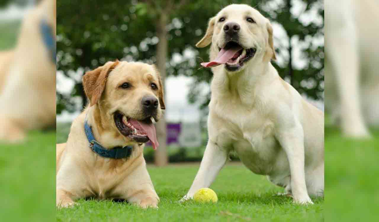 Research shows nearly half of dog owners are hesitant to vaccinate their pets