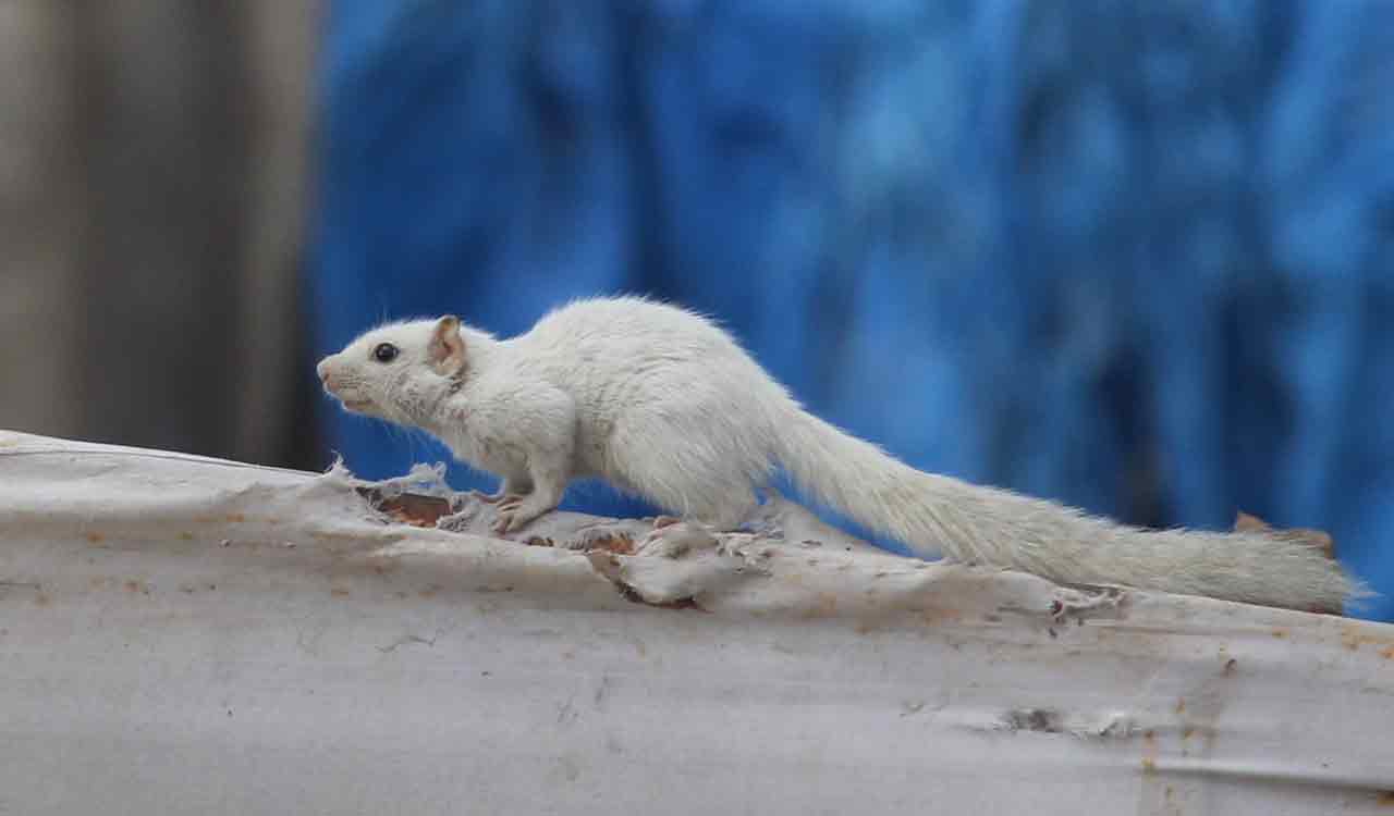 First white squirrel in Telangana sighted at Rayasamudram Tank