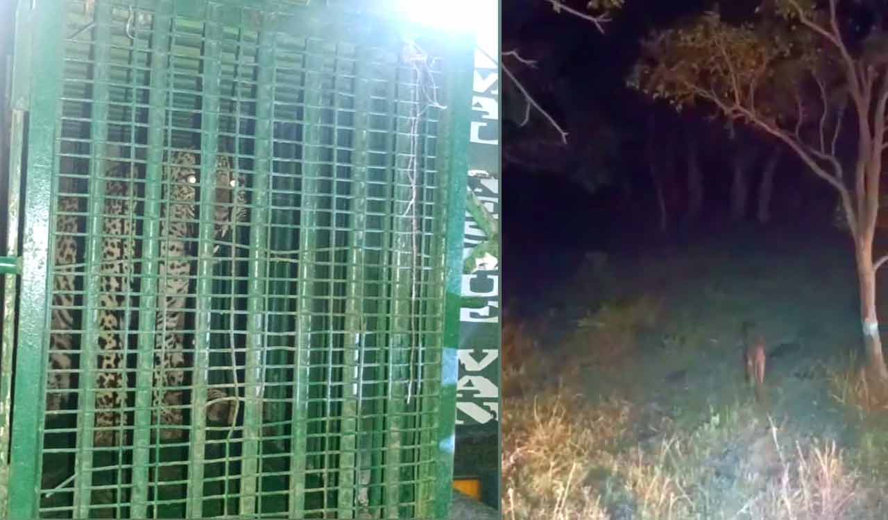 Telangana: Captured Leopard released in Amrabad forests