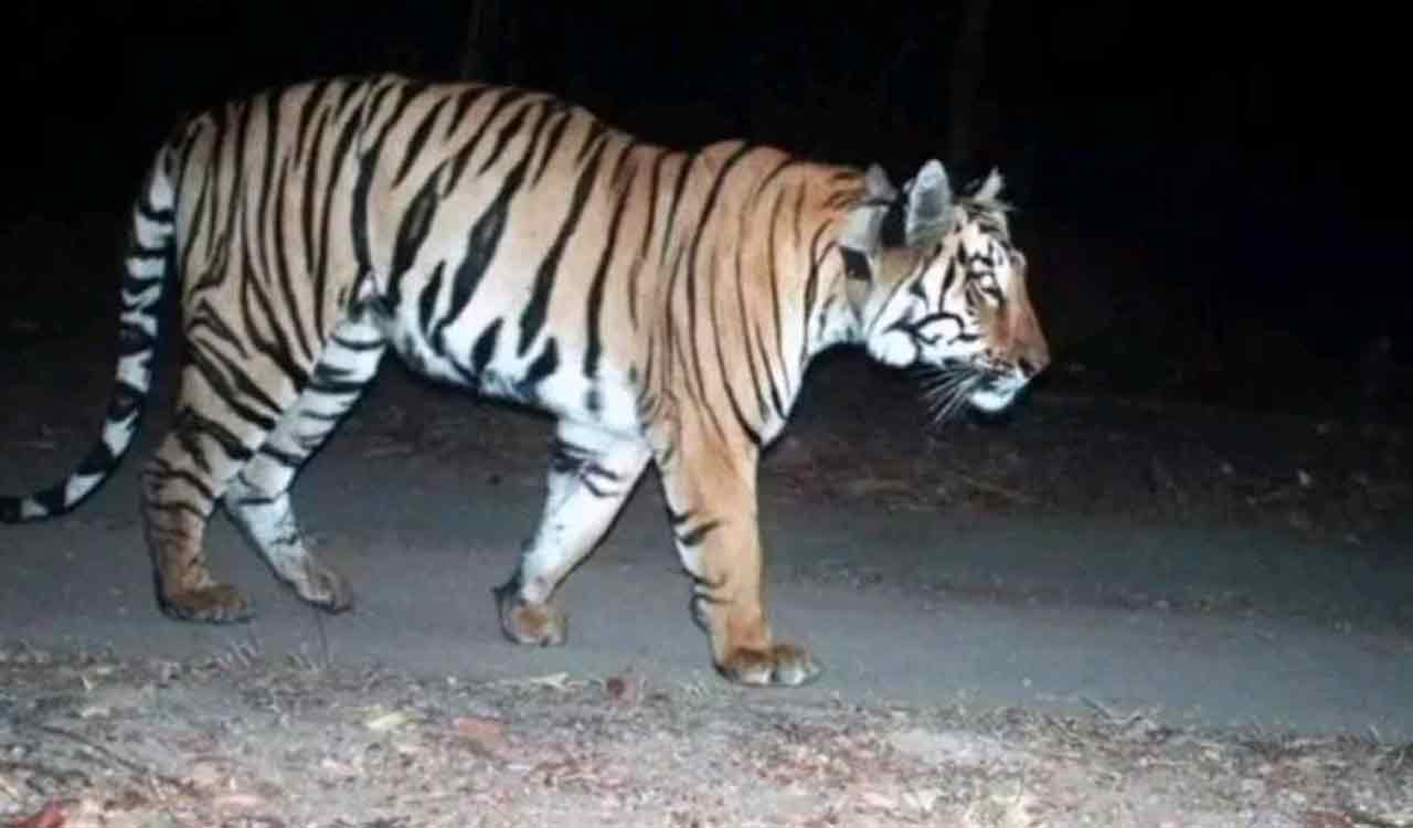 Man injured after bike hits tiger in Kagazhnagar