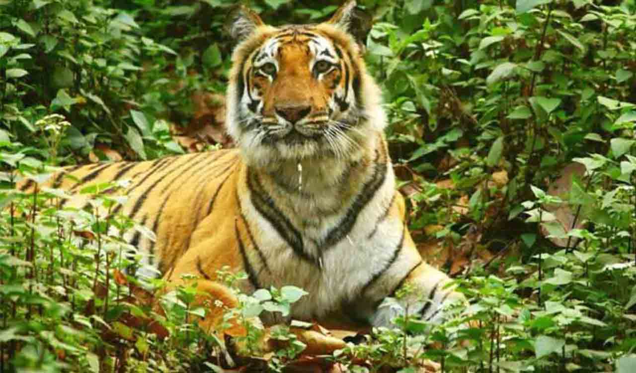 Tiger kills shepherd near village on Telangana-Maharashtra border