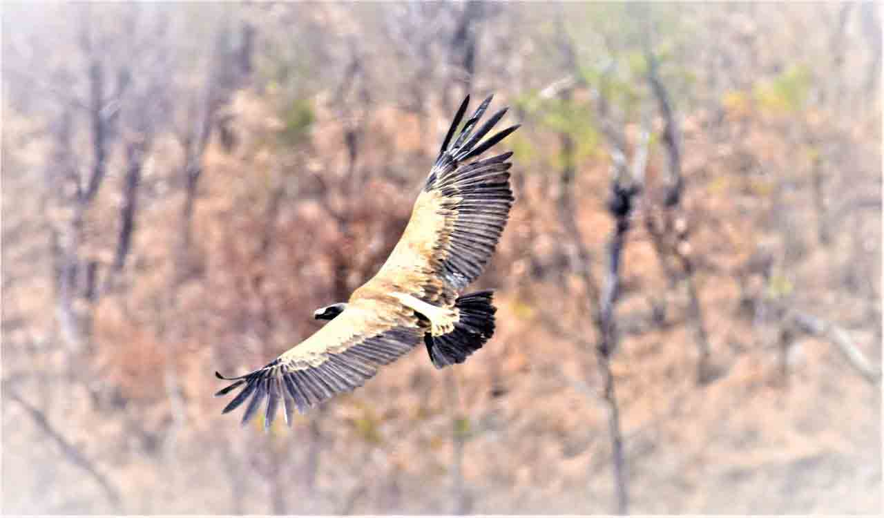 Vulture conservation: Centre sits on Telangana plea