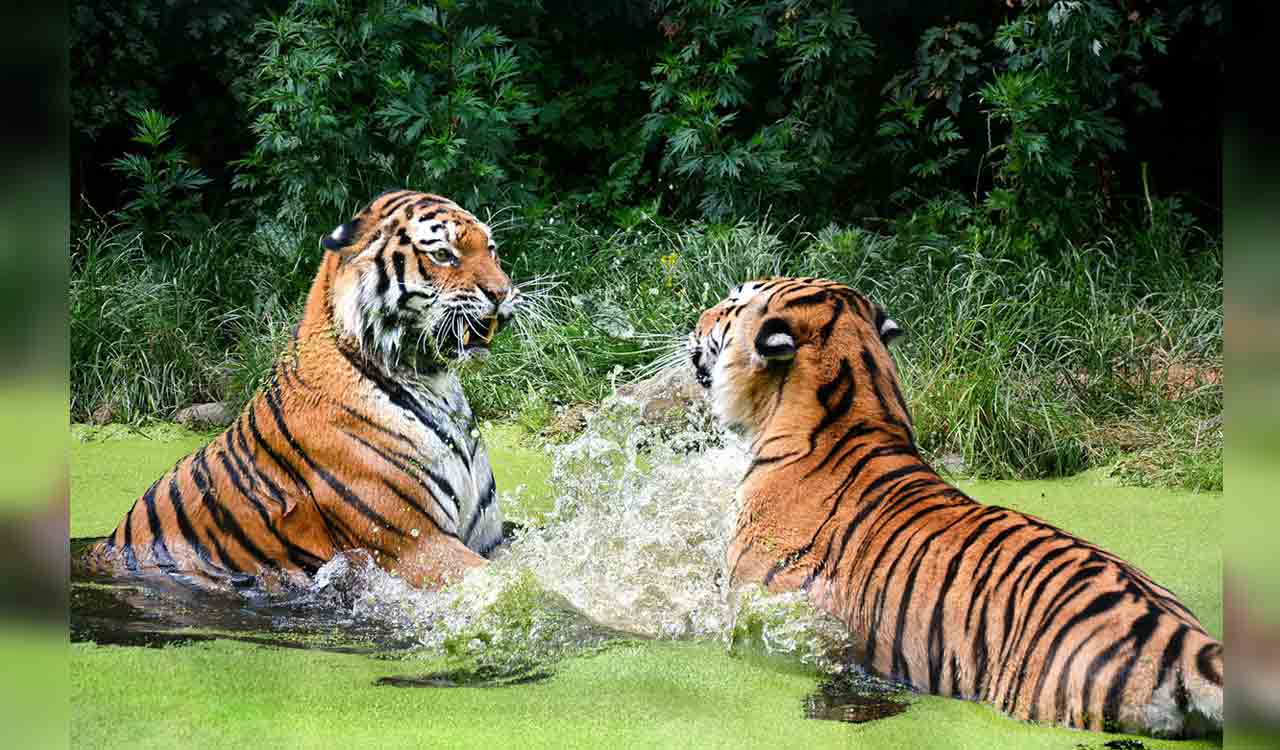 With increased green cover, Telangana forests rolling out red carpet to tigers from Maharashtra