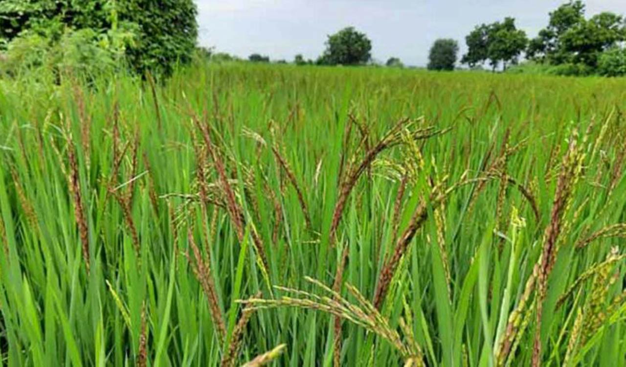Telangana’s Vanakalam paddy procurement set to break records