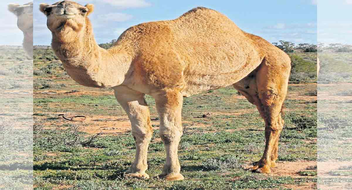 Things to know about camel flu amid threat of virus among FIFA World Cup fans 