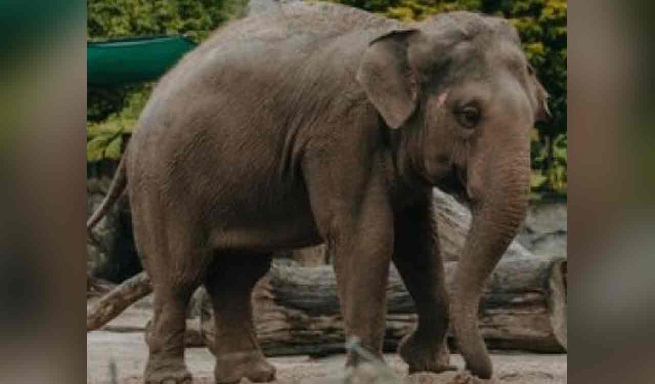 K’taka: Couple taking shelter at roadside, attacked by elephant