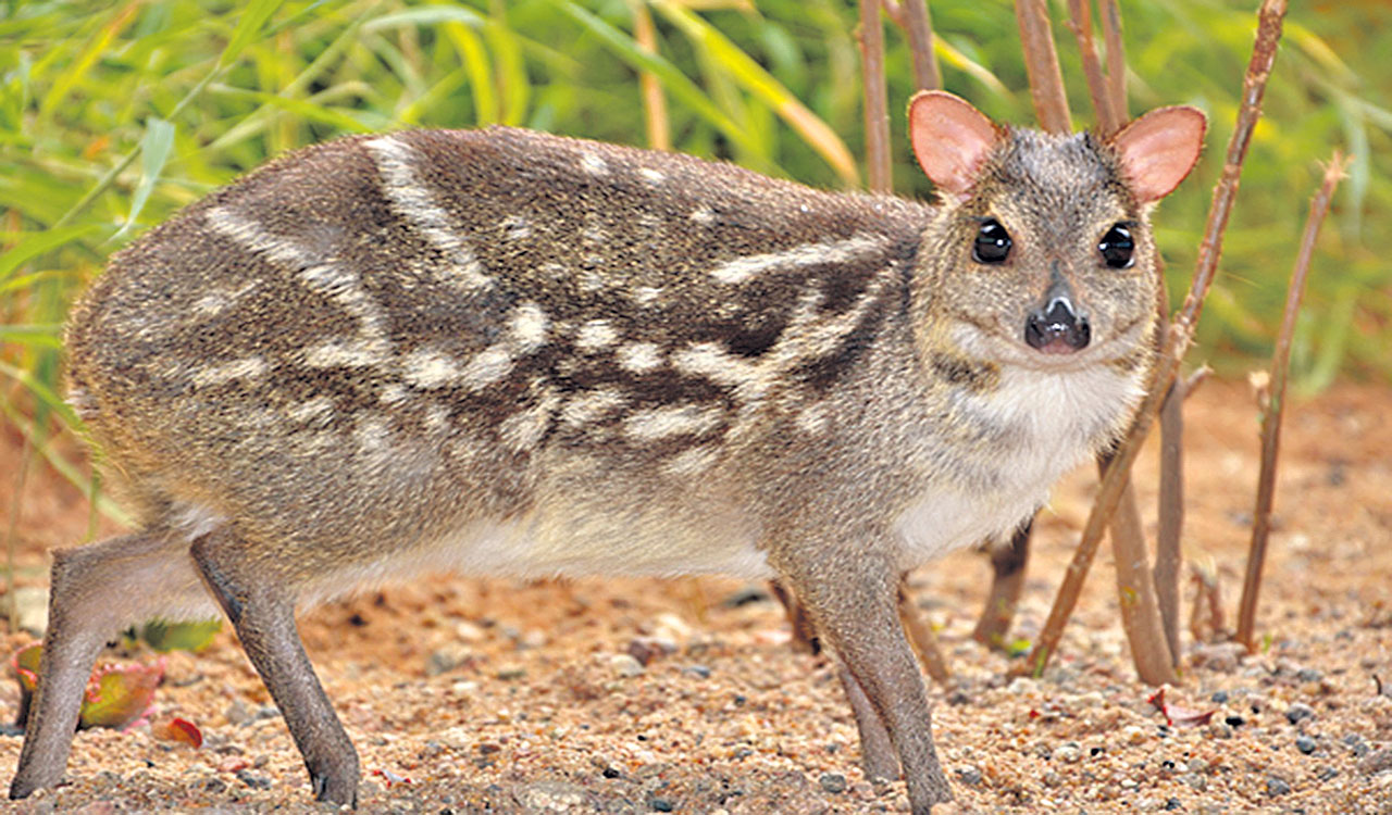 Female mouse deer mates within 4-6 hours of delivery, reveals study