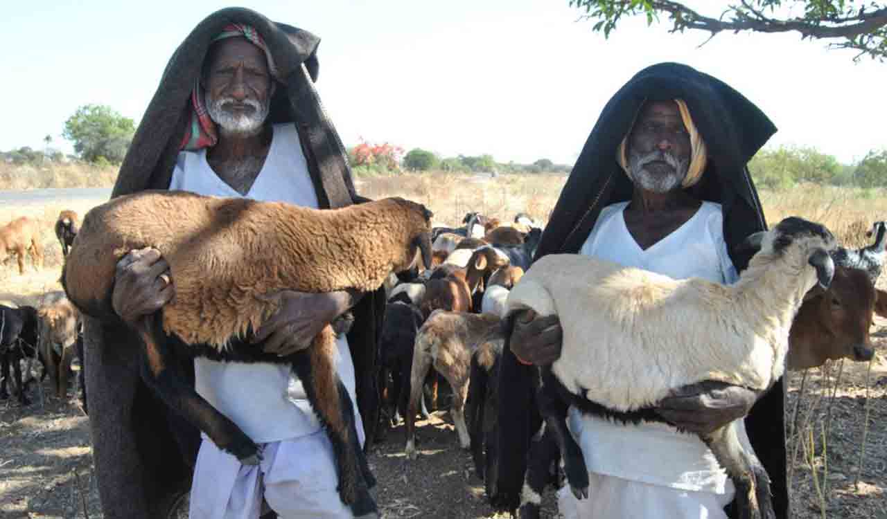 Maharashtra to replicate Telangana’s sheep distribution scheme