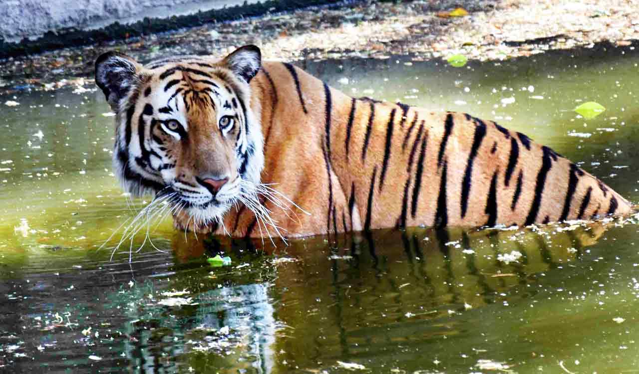 Minor girl mauled to death by tiger in Uttar Pradesh