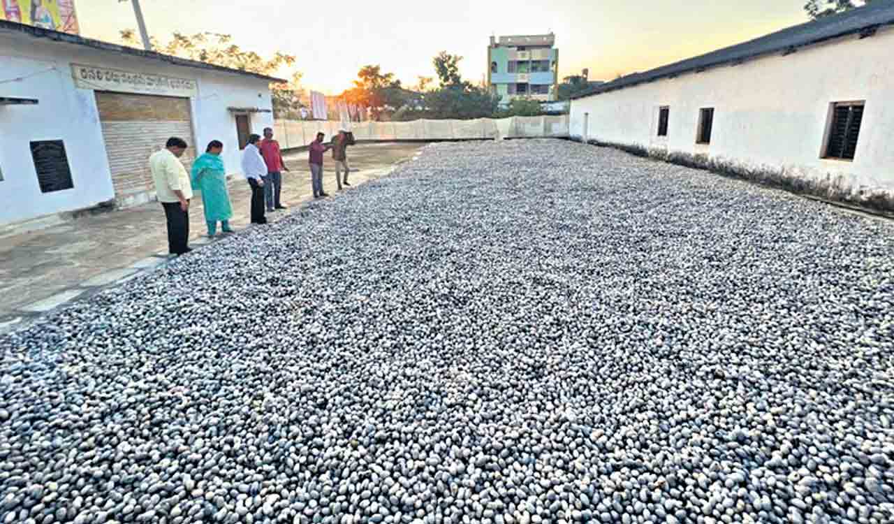 Telangana: Tribal farmers eye record yield of 40 lakh Tasar silk cocoons