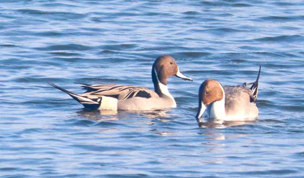 Migratory duck species, Northern pintails on a winter sojourn to Adilabad