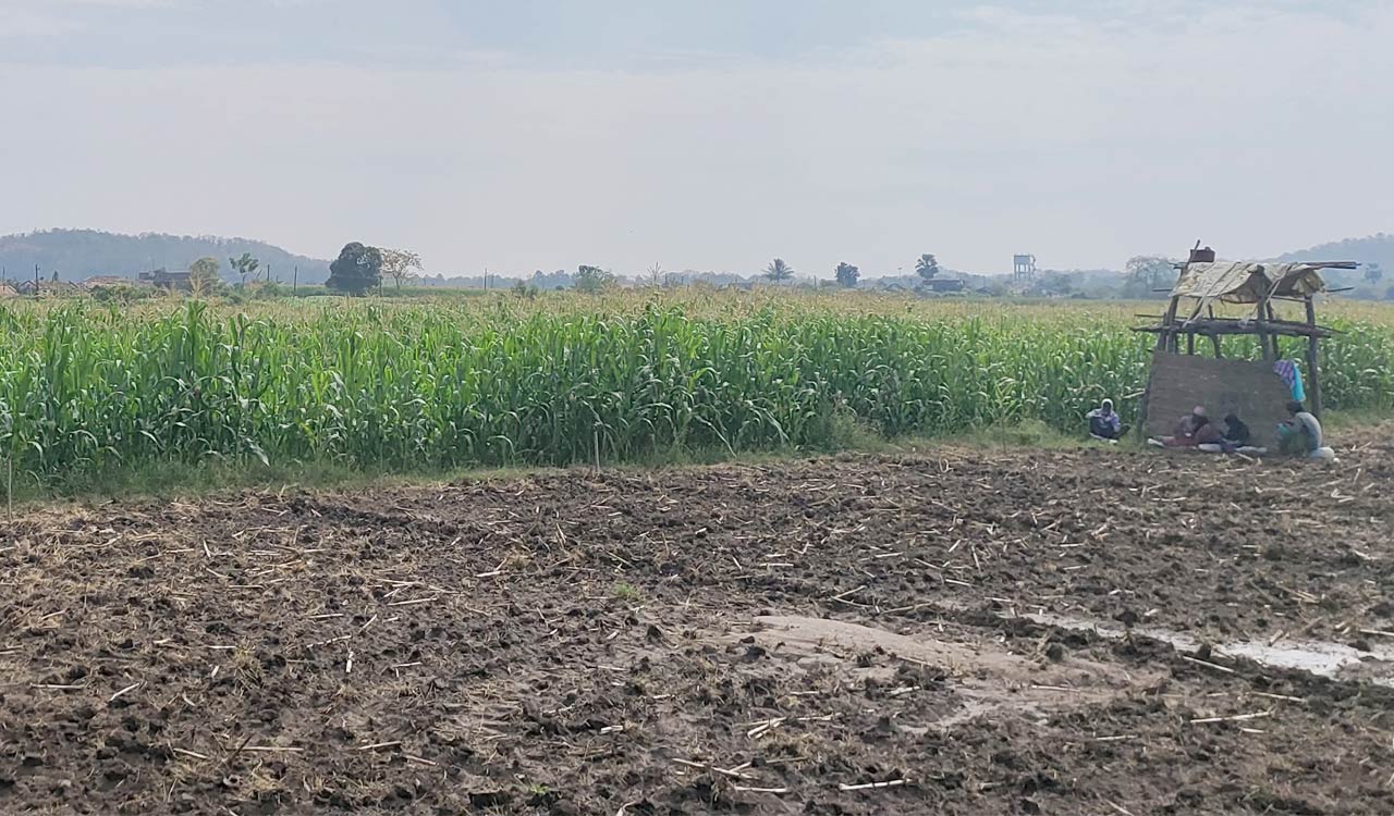 Nirmal’s Udumpur village sets trend for cash crops