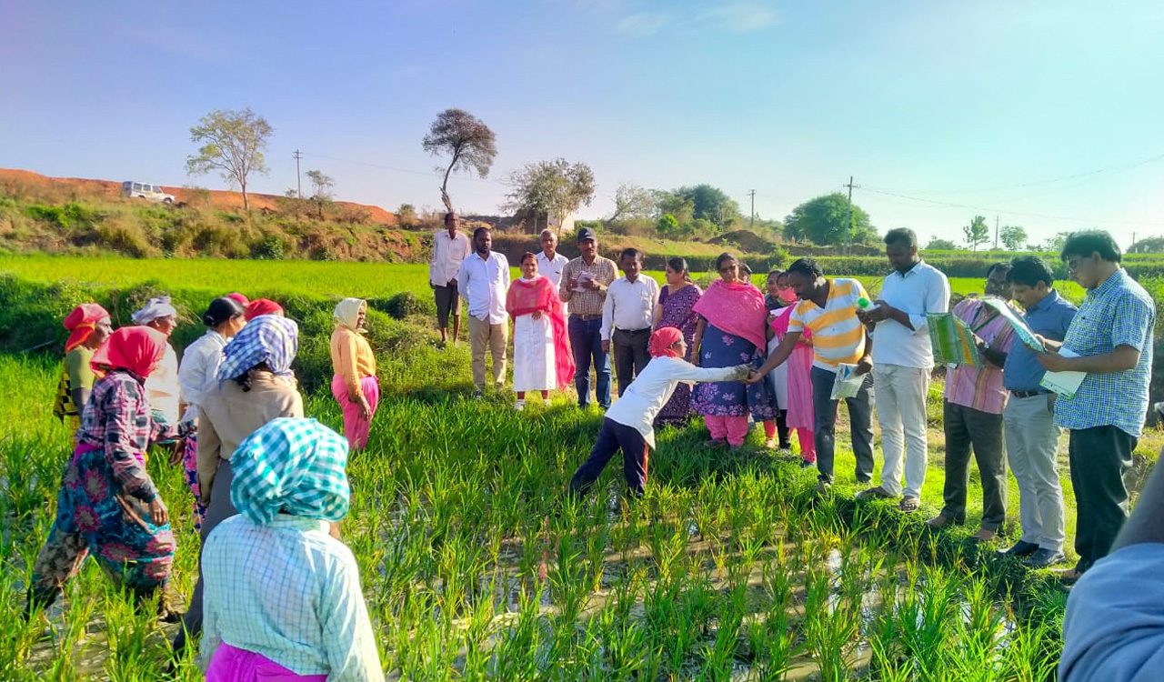 Agriculture scientists inspect paddy fields in Siddipet on stem borer impact