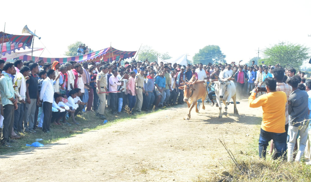 Day-long bullock cart race organised in Asifabad in view of Sankranti festival